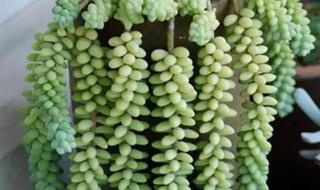 剥糖多肉葡萄好好喝 剥糖多肉葡萄好好喝