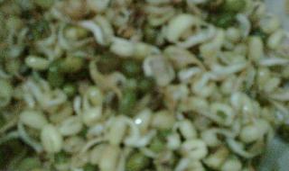 豆芽观察7天记录表怎么写 绿豆芽观察记录表7天