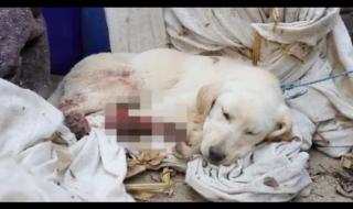 找人把别人脚筋挑断要判几年 挑断脚筋真实图片