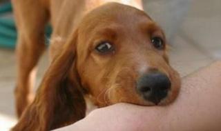 什么猫能咬死人 咬人猫真名