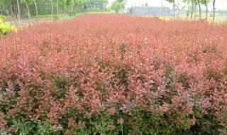 绿化工程苗木价格计算方法 园林绿化苗木价格表