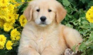 如何训练金毛幼犬 怎样训练金毛寻回犬